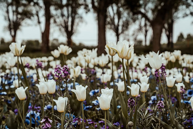 Opulente Blumenpracht auf der LAGA Beelitz 2022