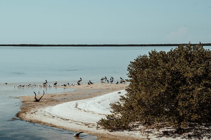 Isla Pájaros, Holbox