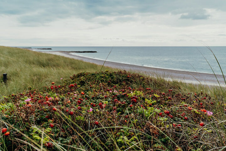 Die Steilküste von Bovbjerg Klint in Westjütland, Dänemark
