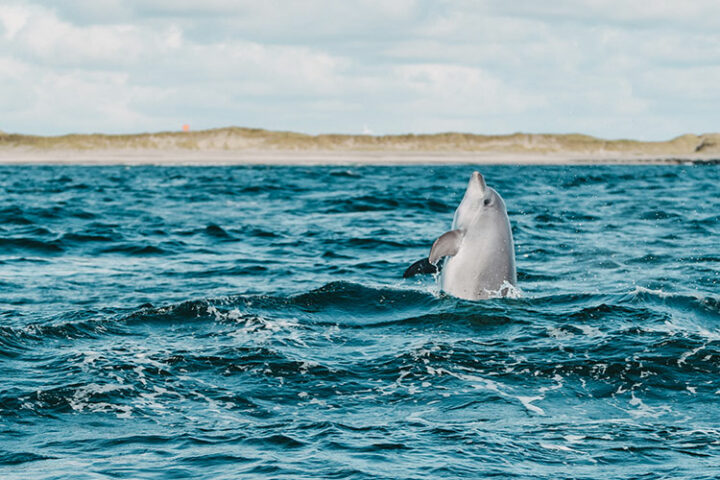 Delfinsafari im Thyboron Kanal, Westjütland, Dänemark