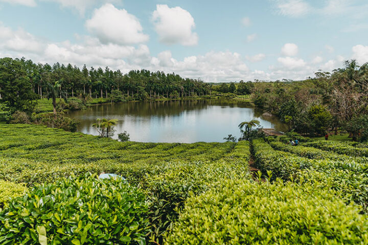 Die Teeplantage Bois Cheri, Sehenswürdigkeit Mauritius