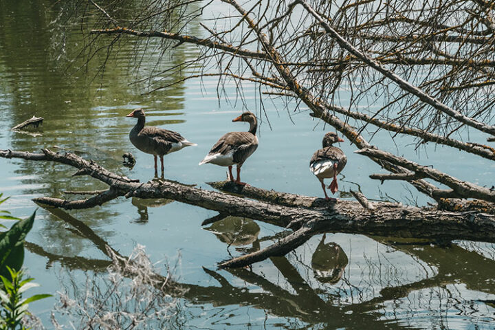 Der Altmühlsee im Fränkischen Seenland