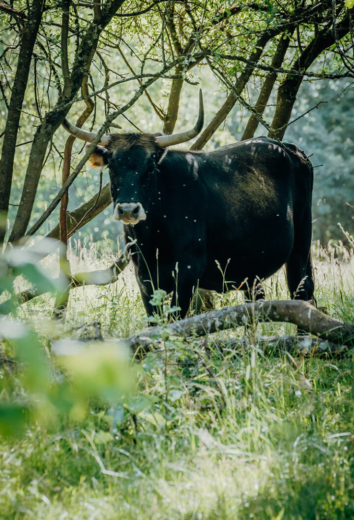 Erzweg von Michelfeld nach Auerbach, Grube Leonie