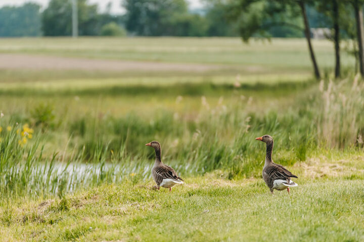 NSG Vogelfreistätte Weihergebiet bei Mohrhof