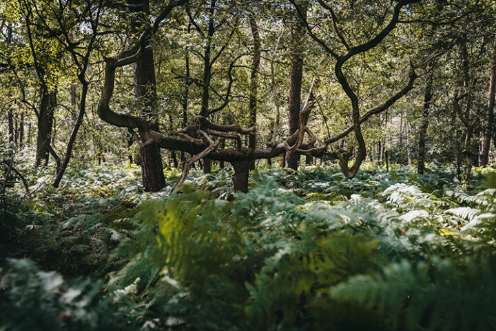 Van Gogh Nationalpark, Brabant, Niederlande