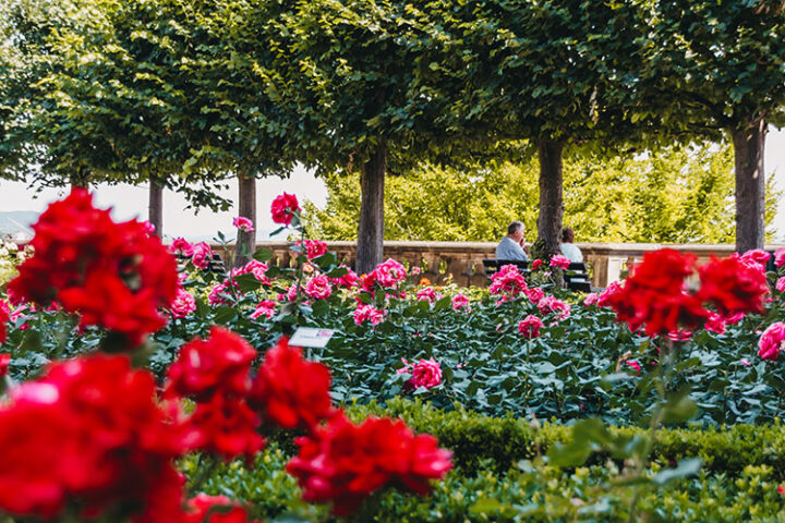 Der Rosengarten in Bamberg, Franken