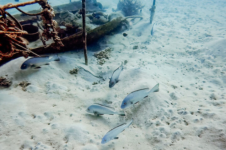 Tauchen im Roten Meer, Hurghada, Ägypten