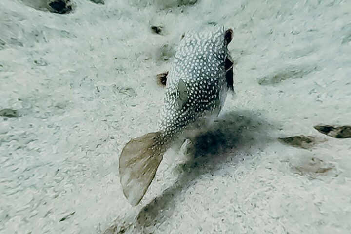 Tauchen im Roten Meer, Hurghada, Ägypten
