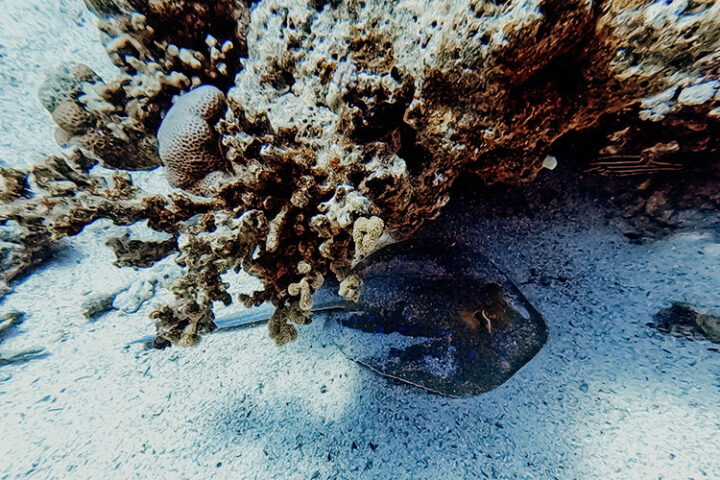 Tauchen im Roten Meer, Hurghada, Ägypten