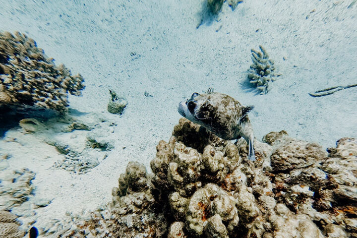 Tauchen im Roten Meer, Hurghada, Ägypten