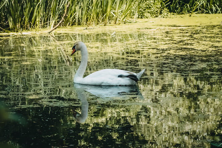 Altmühlsee, Nürnberger Seenland, Bayern