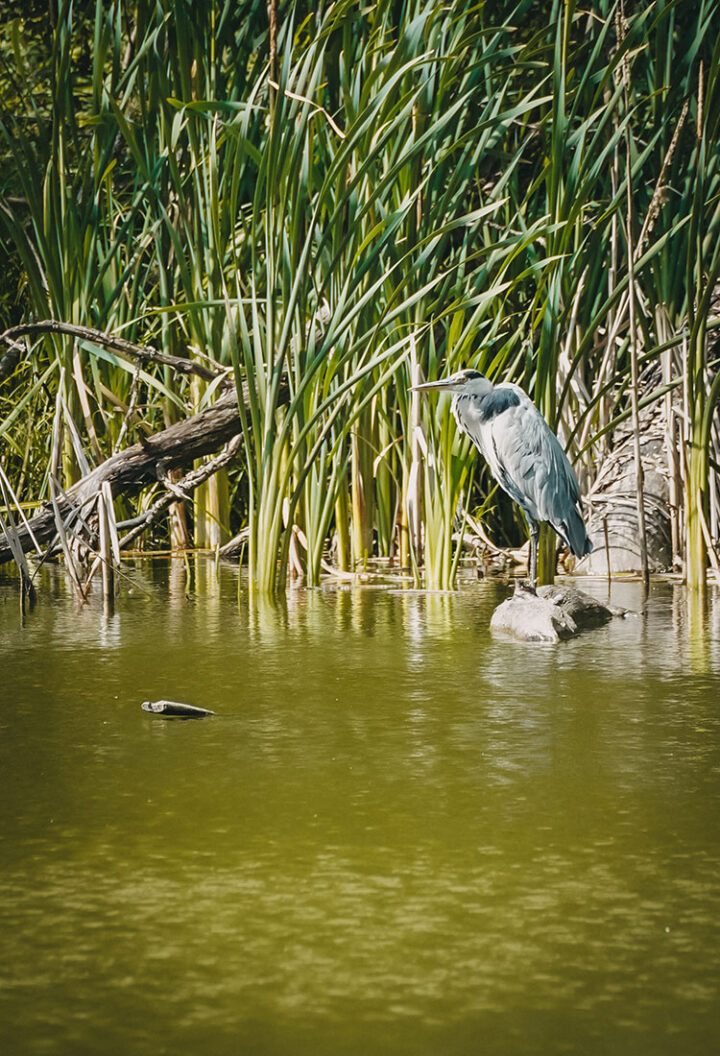 Krugsweiher & Jägersee, Feucht, Nürnberg, Franken