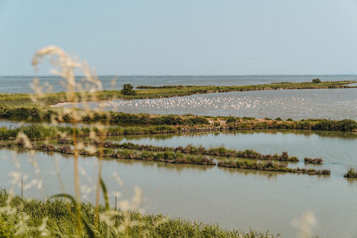 Argine degli Angeli, Valli di Comacchio, Emilia-Romagna