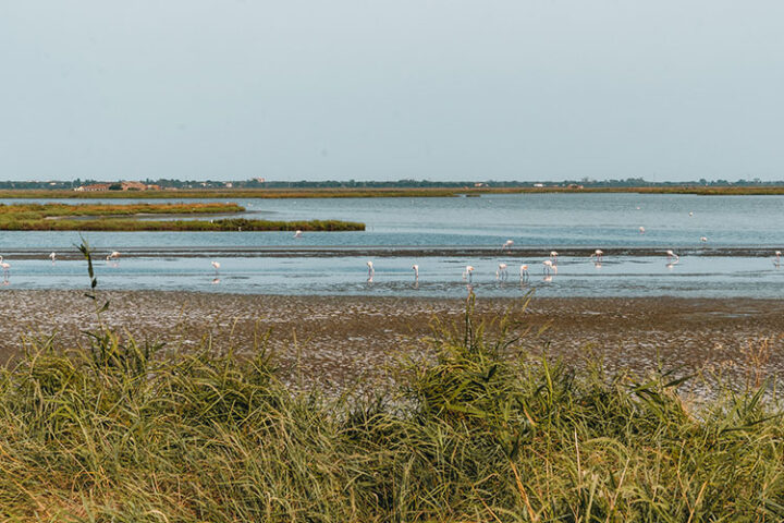 Valli di Comacchio, Parco regionale del Delta del Po, Italien