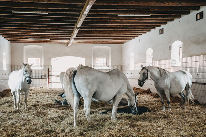 Lipizzanergestüt Piber, Region Graz, Steiermark