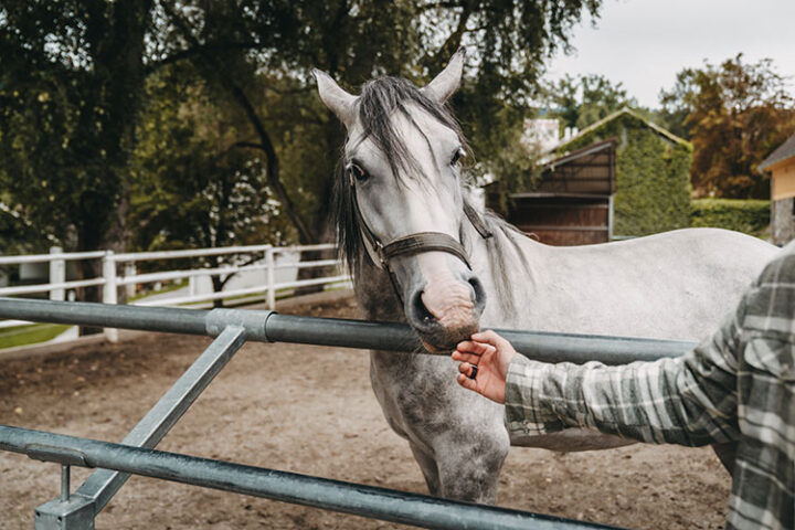 Lipizzanergestüt Piber, Region Graz, Steiermark