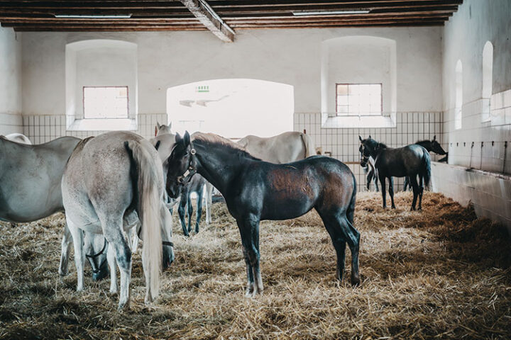 Lipizzanergestüt Piber, Region Graz, Steiermark