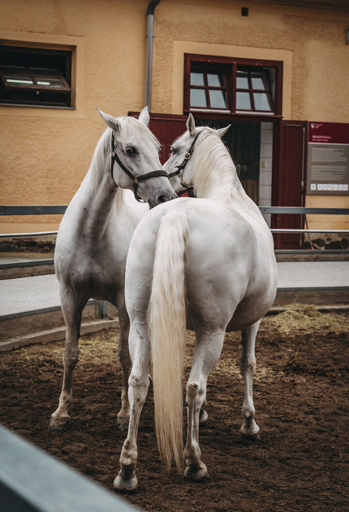 Lipizzanergestüt Piber, Region Graz, Steiermark