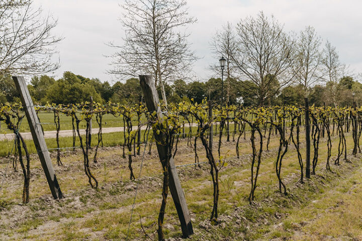 Weingut Sienkiewicz, Lubliner Land, Polen